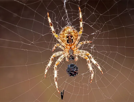 Dedetização de Aranhas no Higienópolis