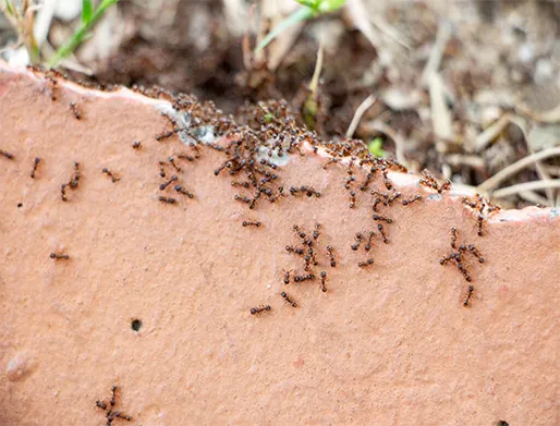 Dedetização de Formigas no Higienópolis