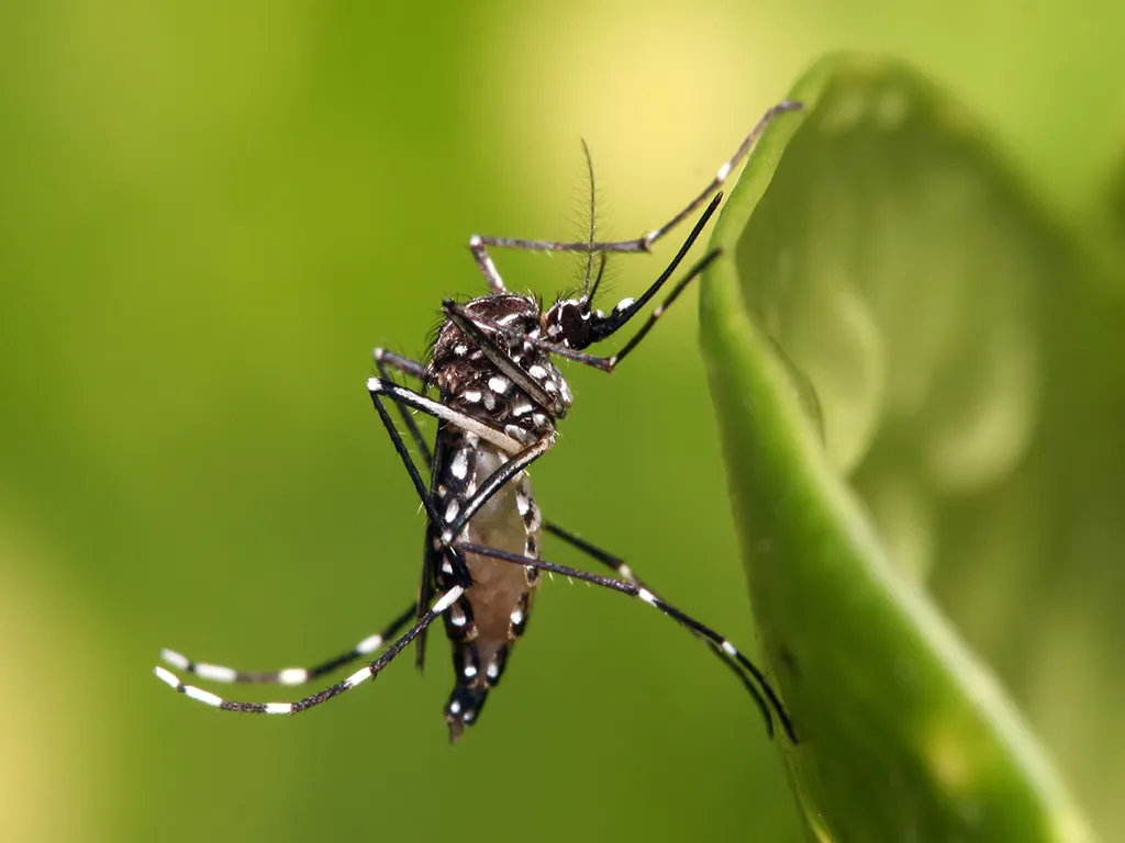 Dedetização de Mosquitos no Higienópolis
