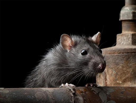 Dedetização de Ratos no Higienópolis